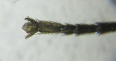 Empria immersa