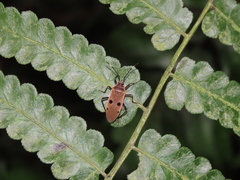 Physopelta quadriguttata