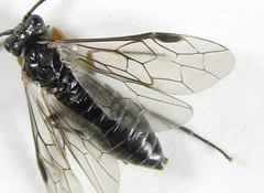 Empria immersa