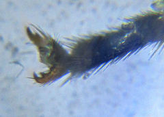 Empria immersa