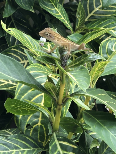 Calotes thailandensis — seen at this dive site