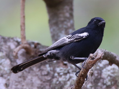 Melaniparus niger ravidus