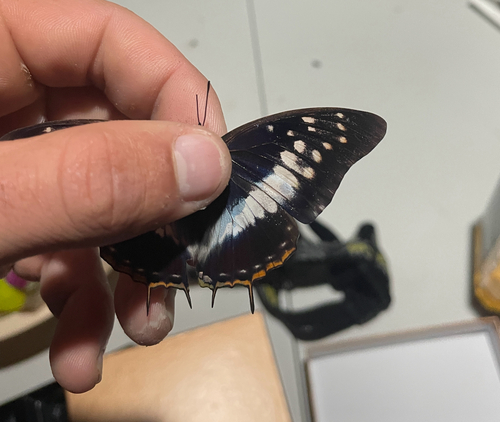 Demon Charaxes