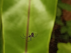Leucauge argentina