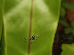 Leucauge argentina