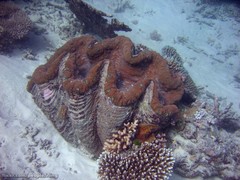 Tridacna gigas