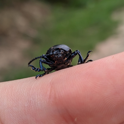 Timarcha tenebricosa