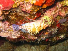 Cirrhitichthys falco