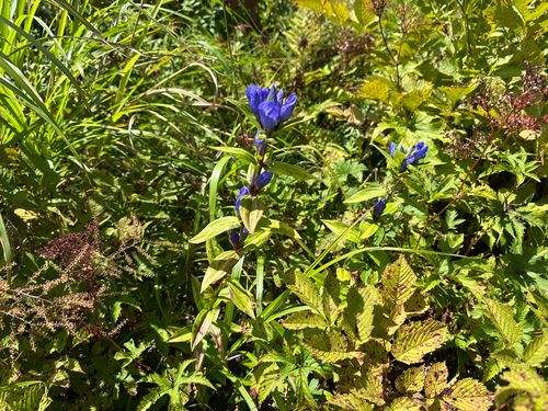 Gentiana triflora, photograph 4