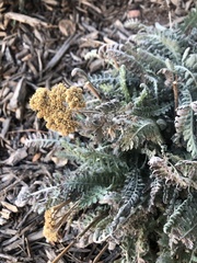 Achillea filipendulina