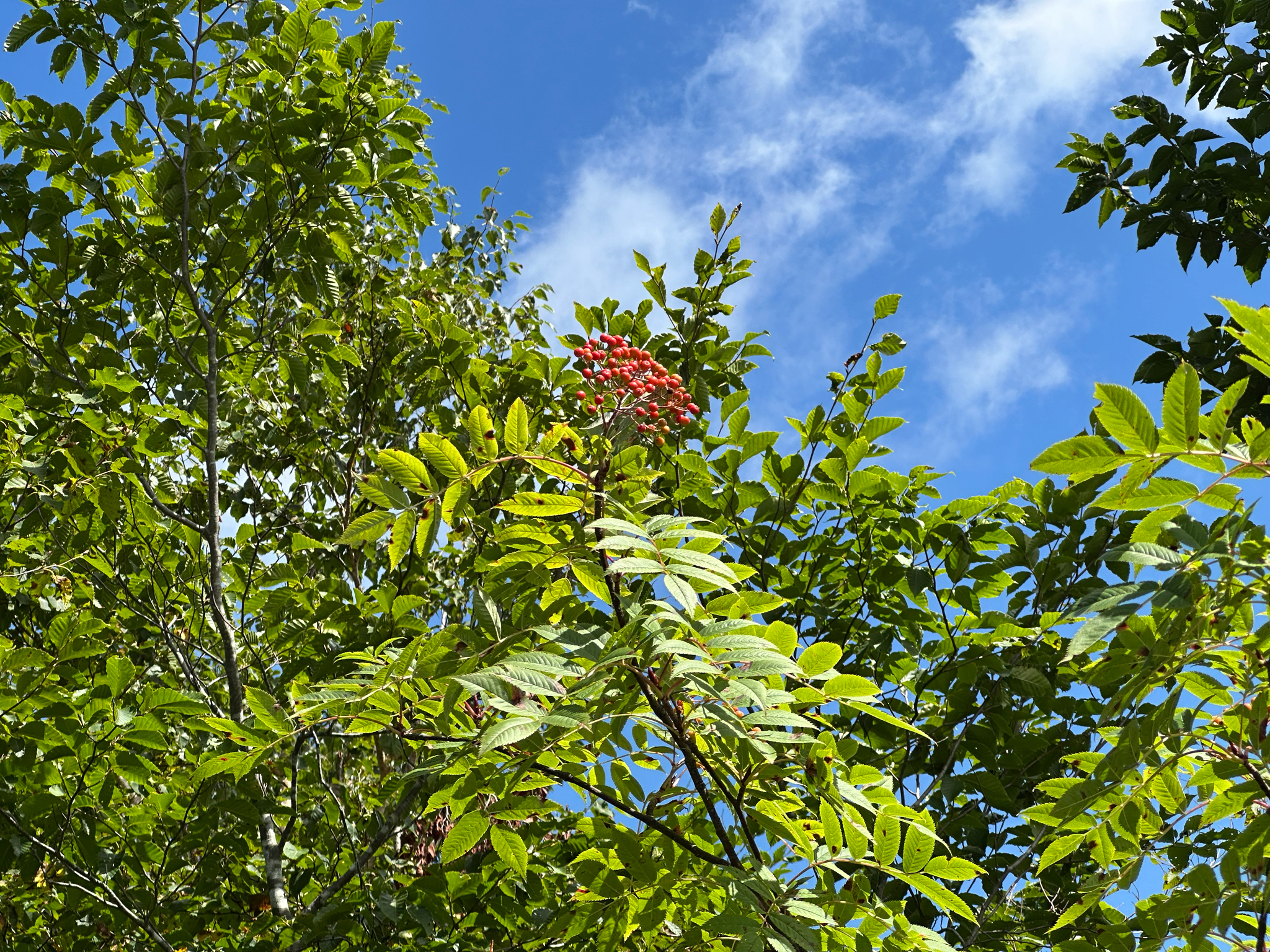 Silvery Mountain Ash (Sorbus commixta)