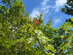 Silvery Mountain Ash (Sorbus commixta)