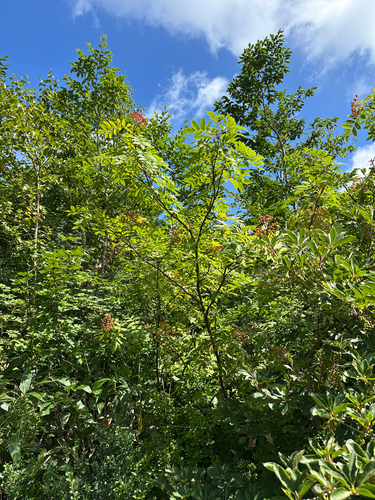 Sorbus commixta, photograph 1