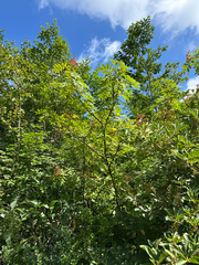 Sorbus commixta, photograph (c) Yoshihiro Tokue, some rights reserved (CC BY)