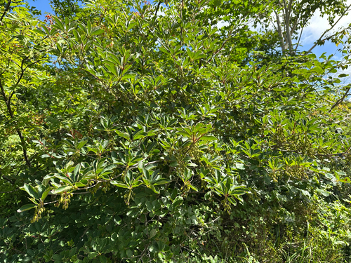 Sorbus commixta, photograph 2