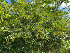 Sorbus commixta, photograph (c) Yoshihiro Tokue, some rights reserved (CC BY)