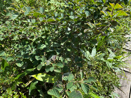 Hamamelis japonica f. auriflora iNat (1)