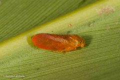 Eoscarta punctata