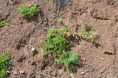 Astragalus nuciferus