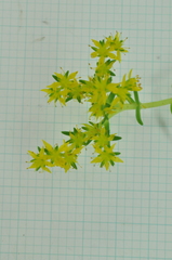 Sedum mexicanum