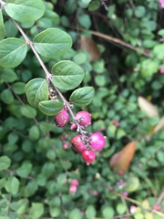 Symphoricarpos × chenaultii