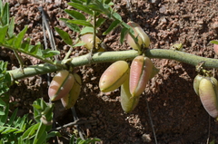 Astragalus nuciferus