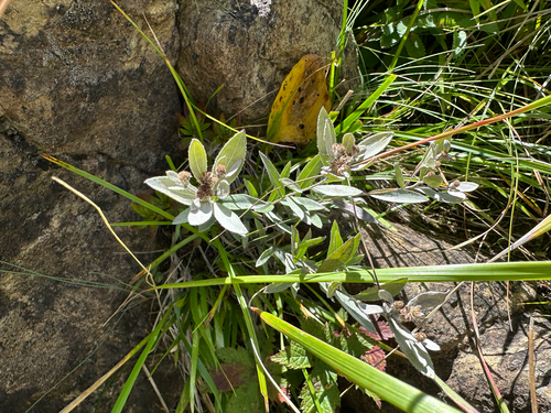 Leontopodium japonicum, photograph 3