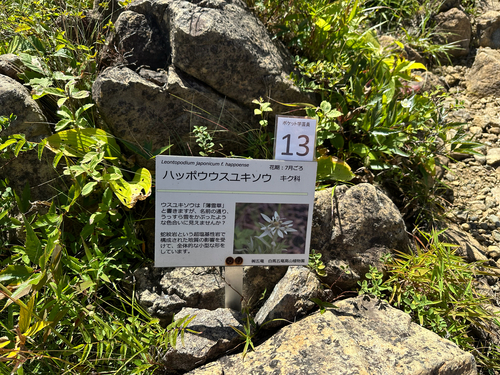 Leontopodium japonicum, photograph 4