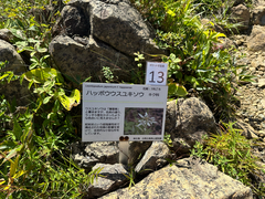 Leontopodium japonicum, photograph (c) Yoshihiro Tokue, some rights reserved (CC BY)