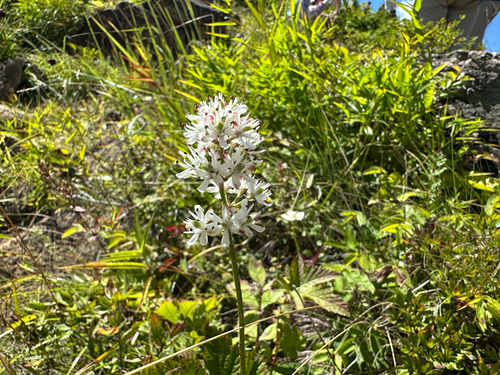 Triantha japonica (Triantha japonica)