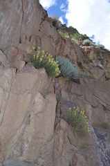 Scutellaria adenostegia