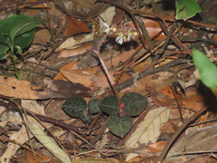 Anoectochilus formosanus