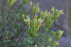Scutellaria adenostegia