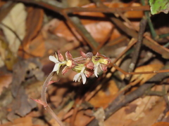 Anoectochilus formosanus