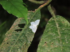 Leucodrepana serratilinea