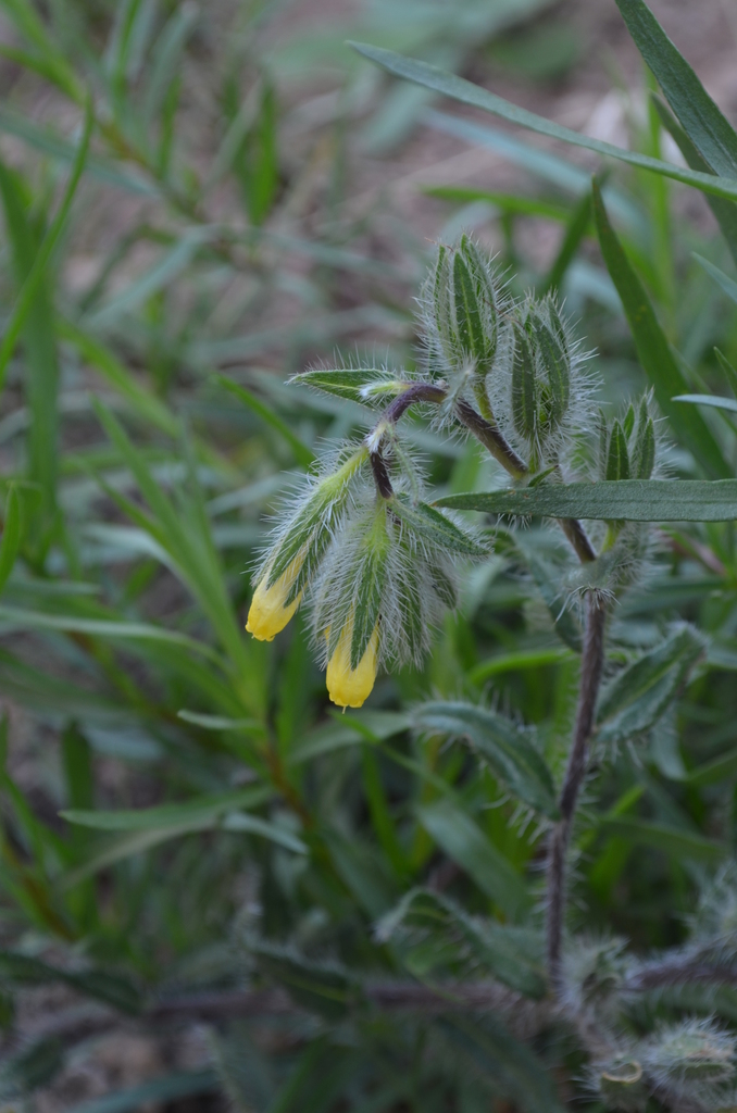 Onosma irritans