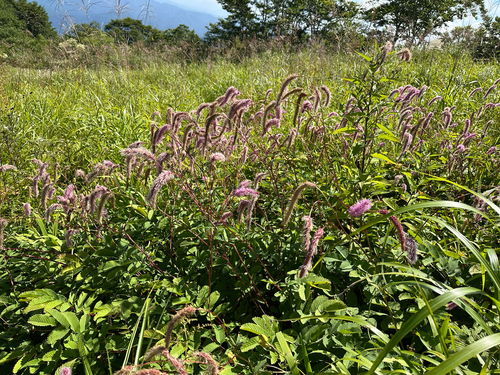 Sanguisorba hakusanensis (Sanguisorba hakusanensis)