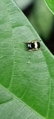 Pystira ephippigera