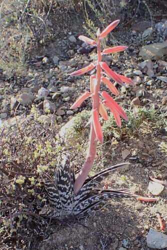Aloe ausana Dinter & Dinter 2