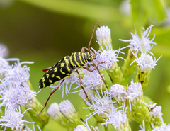 Placosternus difficilis
