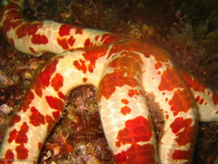 Leiaster coriaceus