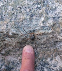 Mitopus glacialis