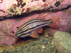 Ostorhinchus limenus