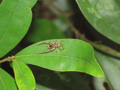 Svistella bifasciata