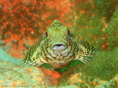 Chironemus marmoratus