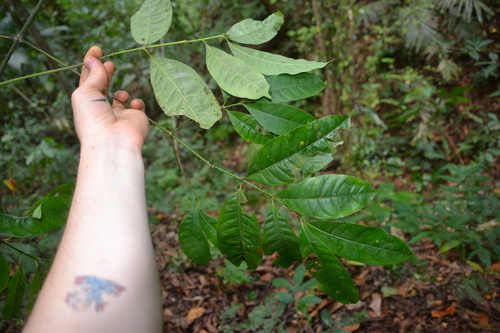 Image of Faramea occidentalis by (c) Letizia Weichgrebe, some rights reserved (CC BY)