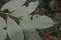 Faramea occidentalis