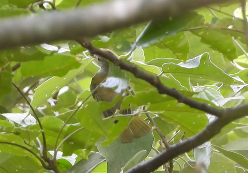 White-bellied Erpornis