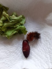 Rhodogastria similis