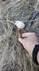 Battarreoides diguetii